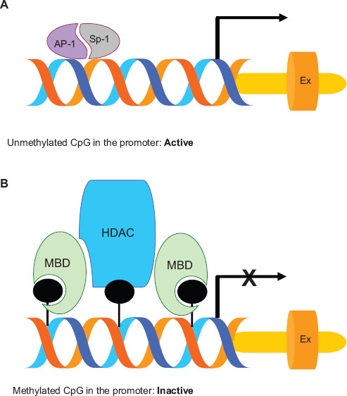 Promoter methylation in prostate cancer and its application for the early detection of prostate cancer using serum and urine samples.