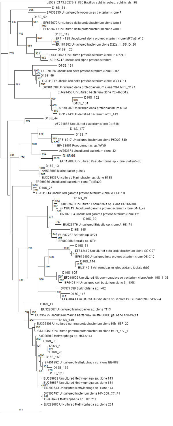 Culture independent molecular analysis of bacterial communities in the mangrove sediment of Sundarban, India.