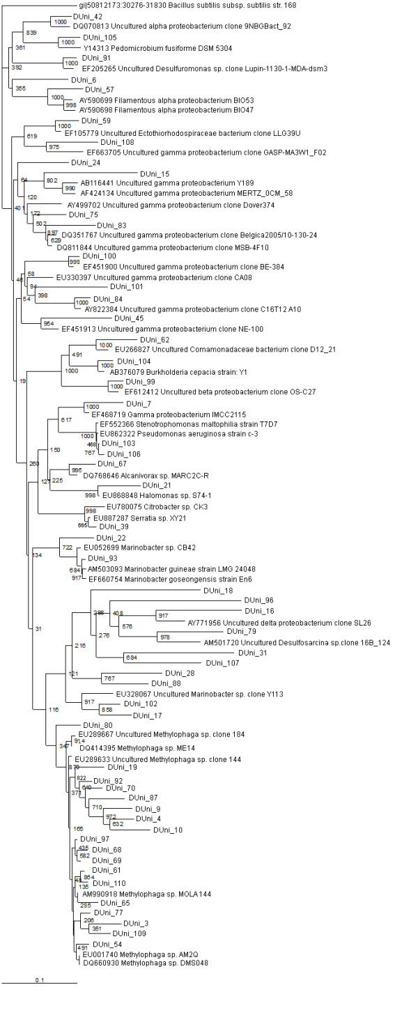 Culture independent molecular analysis of bacterial communities in the mangrove sediment of Sundarban, India.