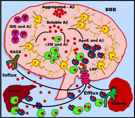 Cardiovascular dementia - a different perspective.