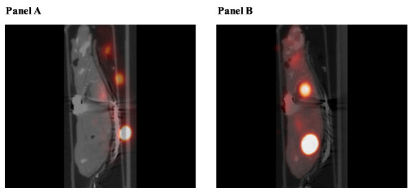 Micro computed tomography for vascular exploration.