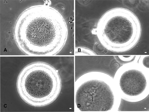 Transcriptional response of E. coli upon FimH-mediated fimbrial adhesion.