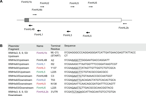 Transcriptional response of E. coli upon FimH-mediated fimbrial adhesion.