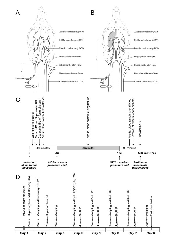 Neuronal precursor cell proliferation in the hippocampus after transient cerebral ischemia: a comparative study of two rat strains using stereological tools.