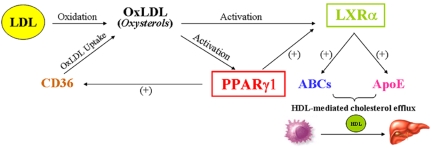 PPARgamma1 and LXRalpha face a new regulator of macrophage cholesterol homeostasis and inflammatory responsiveness, AEBP1.