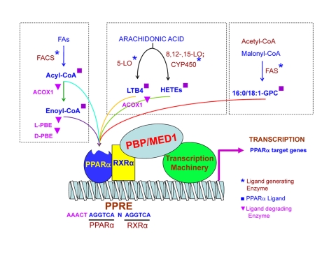 PPARalpha: energy combustion, hypolipidemia, inflammation and cancer.