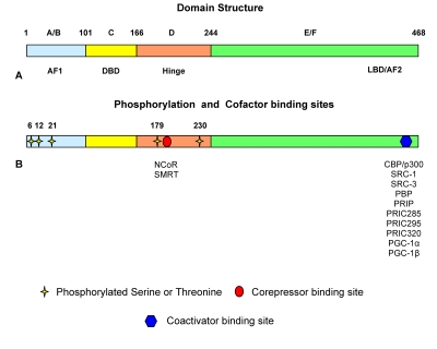 PPARalpha: energy combustion, hypolipidemia, inflammation and cancer.