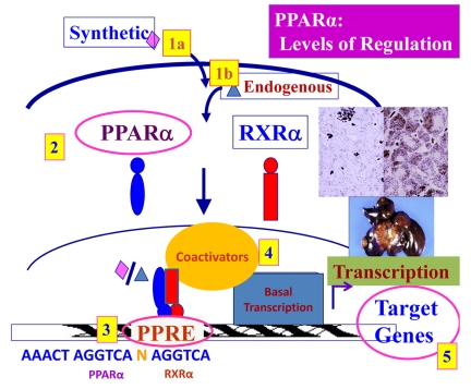 PPARalpha: energy combustion, hypolipidemia, inflammation and cancer.