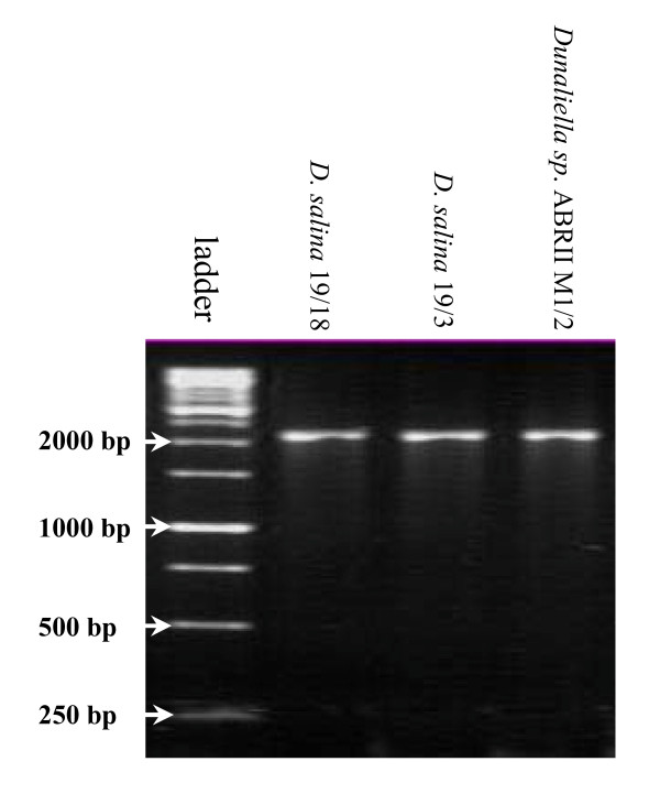 Introduction of a novel 18S rDNA gene arrangement along with distinct ITS region in the saline water microalga Dunaliella.