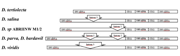 Introduction of a novel 18S rDNA gene arrangement along with distinct ITS region in the saline water microalga Dunaliella.