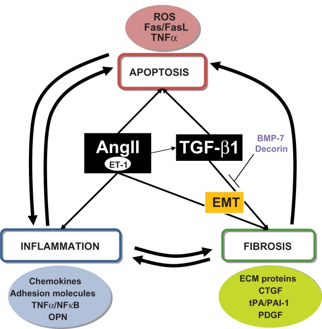 Obstructive renal injury: from fluid mechanics to molecular cell biology.