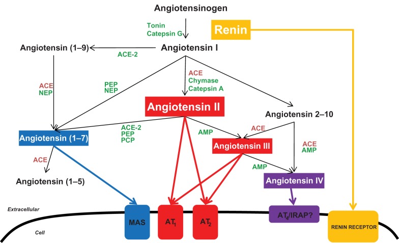 Obstructive renal injury: from fluid mechanics to molecular cell biology.