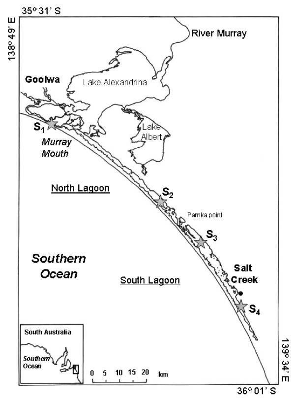 Prokaryotic aminopeptidase activity along a continuous salinity gradient in a hypersaline coastal lagoon (the Coorong, South Australia).