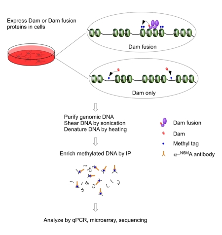 DamIP: a novel method to identify DNA binding sites in vivo.