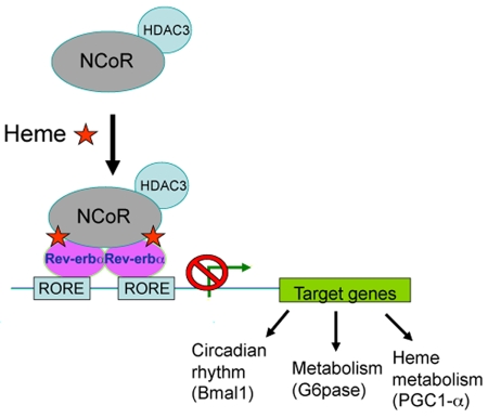 Nuclear receptor Rev-erbalpha: a heme receptor that coordinates circadian rhythm and metabolism.