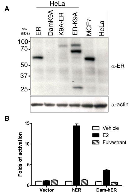 DamIP: a novel method to identify DNA binding sites in vivo.