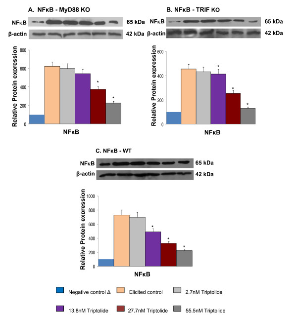 MyD88-dependent and independent pathways of Toll-Like Receptors are engaged in biological activity of Triptolide in ligand-stimulated macrophages.