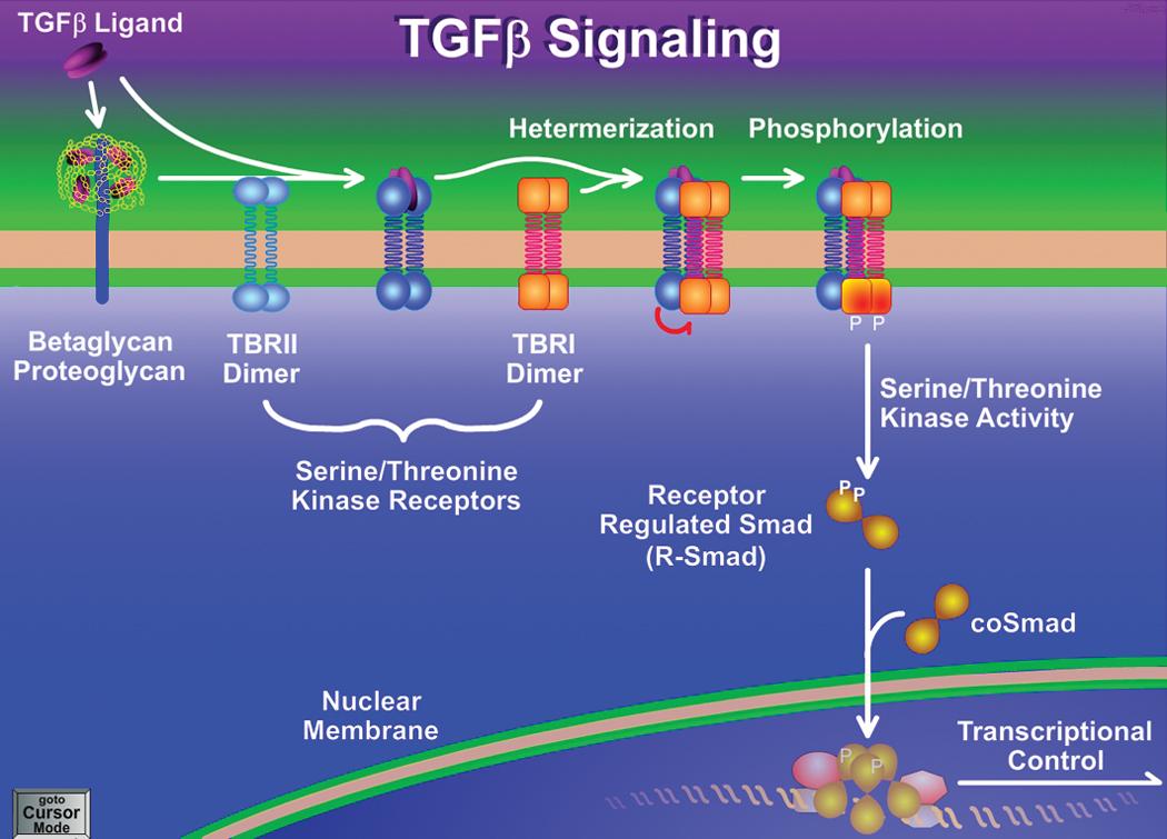 The TGF-β Signal Transduction Pathway