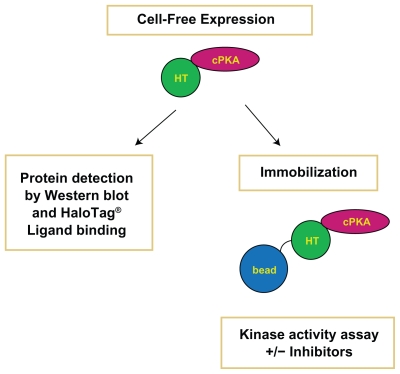 Cell-free expression of protein kinase a for rapid activity assays.