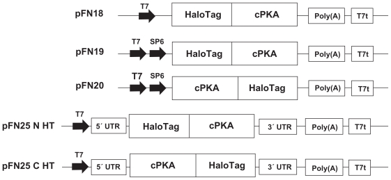 Cell-free expression of protein kinase a for rapid activity assays.