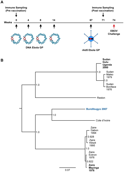 Demonstration of cross-protective vaccine immunity against an emerging pathogenic Ebolavirus Species.