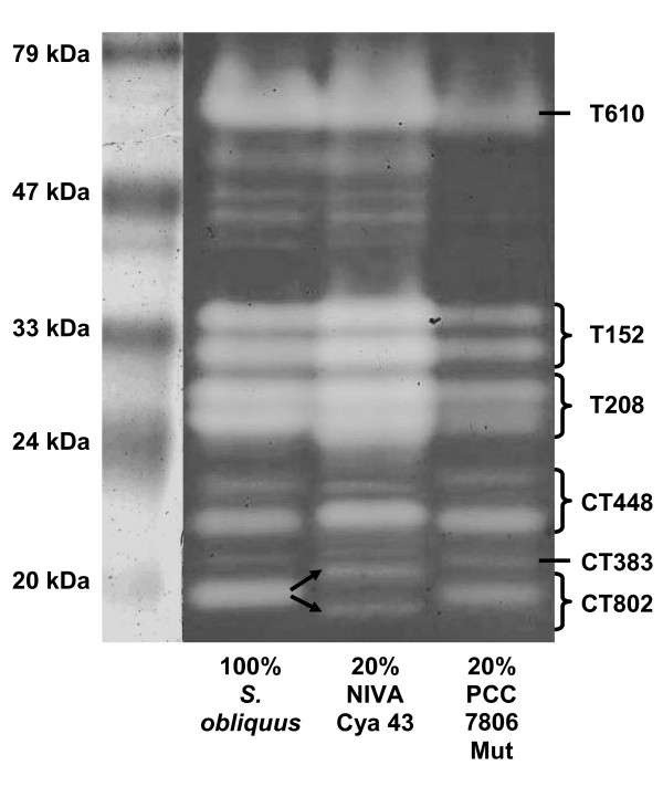 Gene expression and activity of digestive proteases in Daphnia: effects of cyanobacterial protease inhibitors.