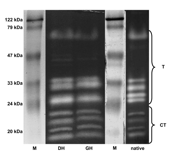 Gene expression and activity of digestive proteases in Daphnia: effects of cyanobacterial protease inhibitors.
