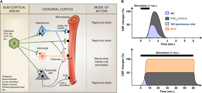 Revisiting the role of neurons in neurovascular coupling.