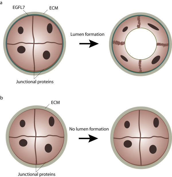 EGFL7 meets miRNA-126: an angiogenesis alliance.