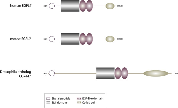 EGFL7 meets miRNA-126: an angiogenesis alliance.