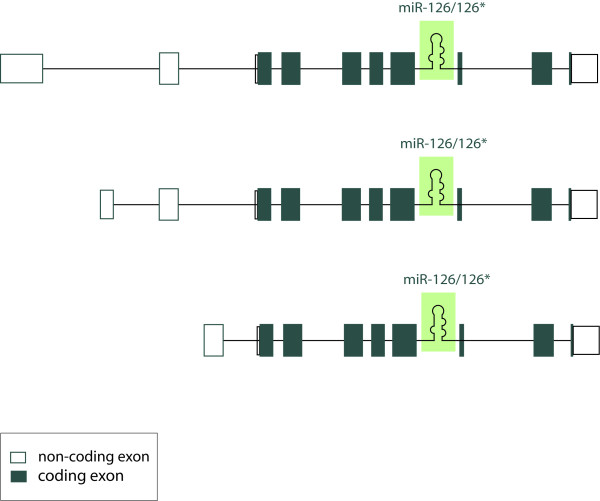 EGFL7 meets miRNA-126: an angiogenesis alliance.