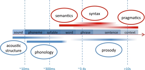 From acoustic segmentation to language processing: evidence from optical imaging.