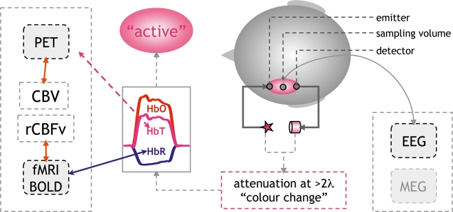 From acoustic segmentation to language processing: evidence from optical imaging.