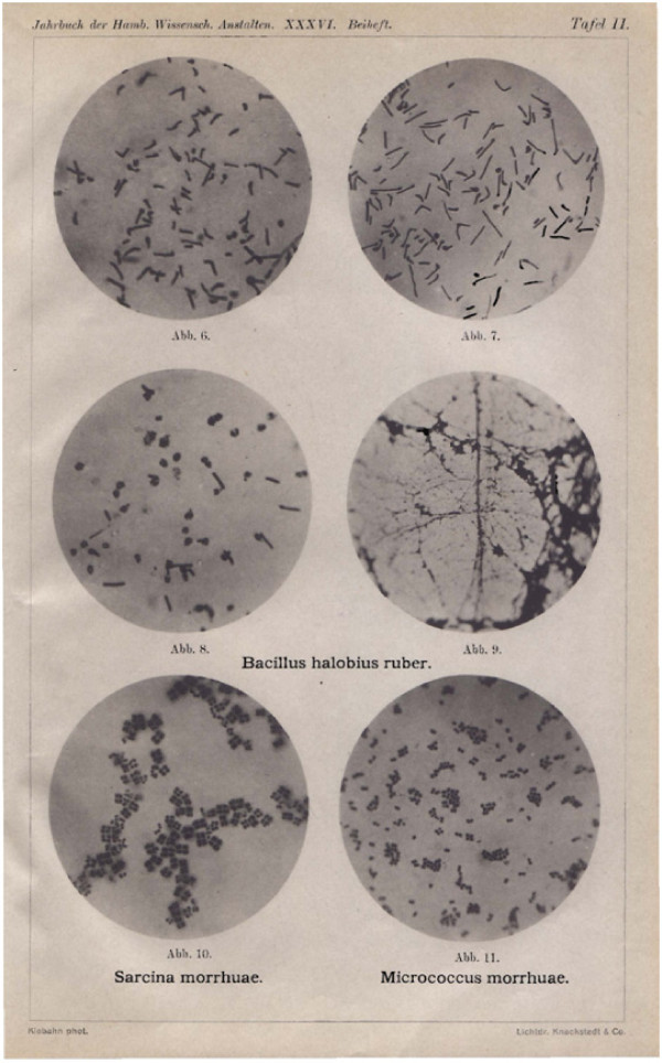 Translation of Henrich Klebahn's 'Damaging agents of the klippfish - a contribution to the knowledge of the salt-loving organisms'.