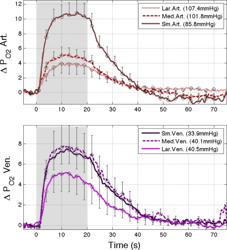 Cerebral oxygen delivery and consumption during evoked neural activity.