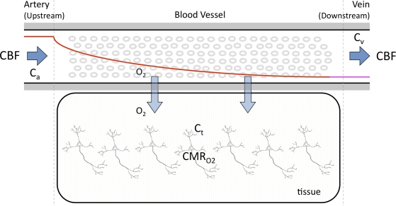 Cerebral oxygen delivery and consumption during evoked neural activity.