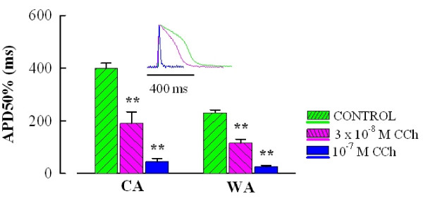 Sinoatrial tissue of crucian carp heart has only negative contractile responses to autonomic agonists.