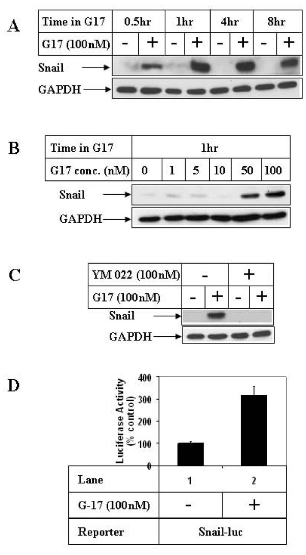 Glycogen Synthase Kinase-3beta regulates Snail and beta-catenin during gastrin-induced migration of gastric cancer cells.