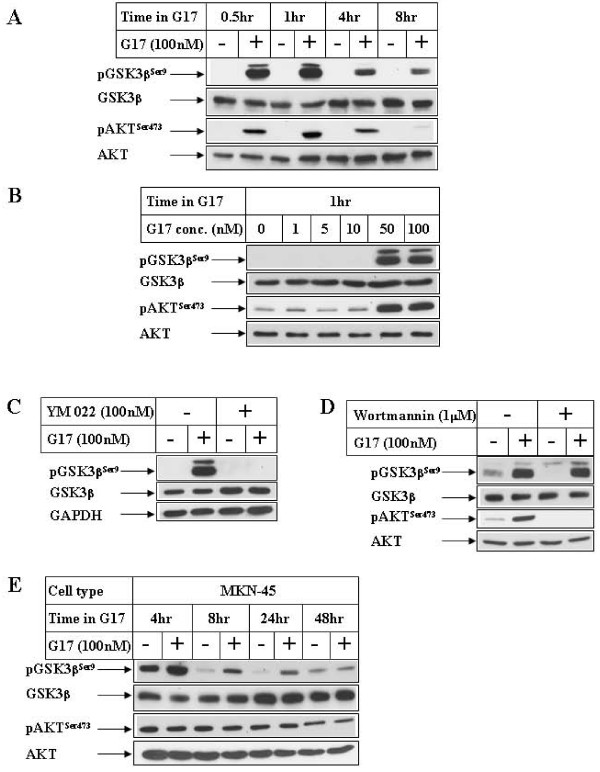 Glycogen Synthase Kinase-3beta regulates Snail and beta-catenin during gastrin-induced migration of gastric cancer cells.