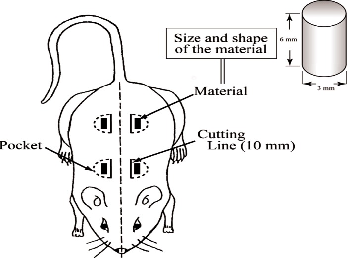 In Vitro and in Vivo Characteristics of Fluorapatite-Forming Calcium Phosphate Cements.