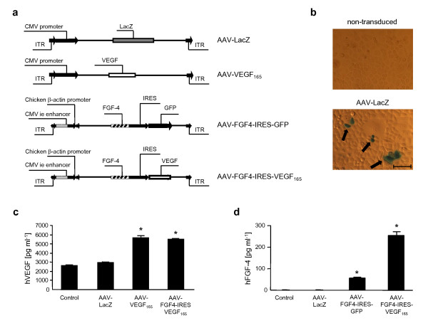 Combined vascular endothelial growth factor-A and fibroblast growth factor 4 gene transfer improves wound healing in diabetic mice.