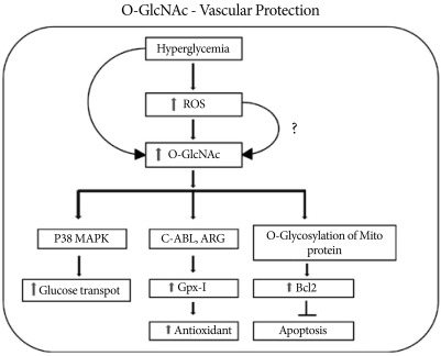 O-GlcNAc Modification: Friend or Foe in Diabetic Cardiovascular Disease.