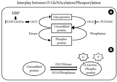 O-GlcNAc Modification: Friend or Foe in Diabetic Cardiovascular Disease.