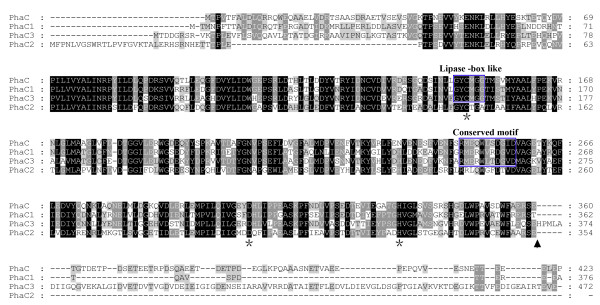 Comparison of four phaC genes from Haloferax mediterranei and their function in different PHBV copolymer biosyntheses in Haloarcula hispanica.