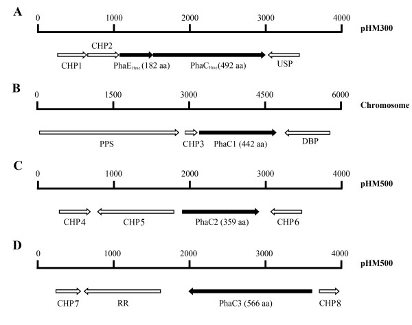 Comparison of four phaC genes from Haloferax mediterranei and their function in different PHBV copolymer biosyntheses in Haloarcula hispanica.