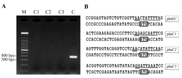 Comparison of four phaC genes from Haloferax mediterranei and their function in different PHBV copolymer biosyntheses in Haloarcula hispanica.