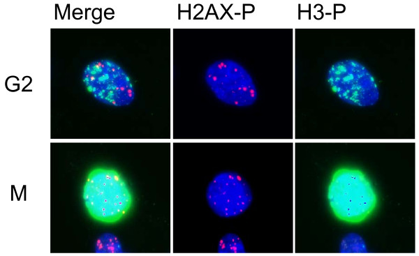 Image-based quantitative determination of DNA damage signal reveals a threshold for G2 checkpoint activation in response to ionizing radiation.