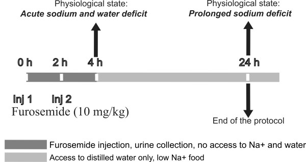Computational simulation of vasopressin secretion using a rat model of the water and electrolyte homeostasis.