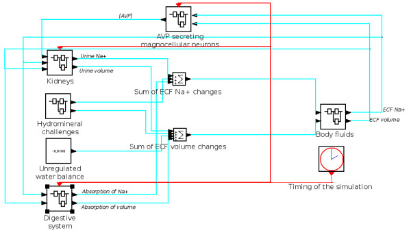 Computational simulation of vasopressin secretion using a rat model of the water and electrolyte homeostasis.