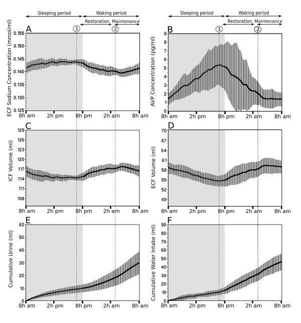 Computational simulation of vasopressin secretion using a rat model of the water and electrolyte homeostasis.
